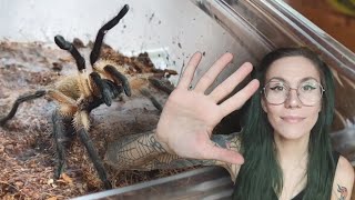 Top 5 VENOMOUS Baboon Tarantulas for beginners [upl. by Newby957]