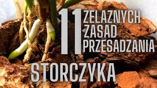 Jak przesadzić STORCZYKA 11 zasad wartych przestrzegania [upl. by Gunas]