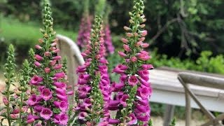 Planting Foxglove and Asparagus🌺🌱 [upl. by Dnomsaj]