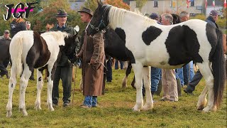 Ballinasloe Horse Fair  Mammoth Event That Shook Ireland in 2008 [upl. by Jermayne537]