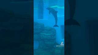 Dolphins at the Brookfield Zoo [upl. by Zeba]