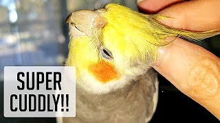 Super cuddly cockatiel makes cute chirping quotcricketquot sounds while being pet [upl. by Eat42]