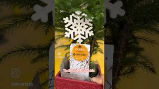 Cheap Live Christmas Trees plants christmas holiday [upl. by Lynsey626]