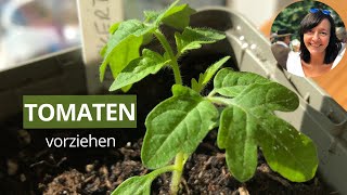 Tomaten erfolgreich vorziehen SchrittfürSchrittAnleitung für die Anzucht [upl. by Akiehs]