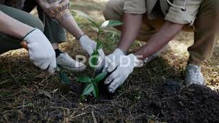 Nature Conservation Volunteers Participating In Reforestation [upl. by Aneerak]