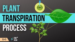 वाष्पोत्सर्जन क्या है प्रक्रिया प्रकार  Transpiration in Plants Types Factors and Process [upl. by Milore]