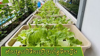 EP247  hydroponic farming in Cambodia hydroponic wick system [upl. by Yra933]