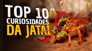 TOP 10 CURIOSIDADES da abelha JATAÍ 🐝 [upl. by Filberto]