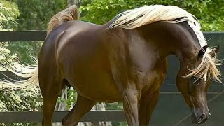 Arabian Horse videos compilation  4  😉 2021 Try not to watch it till the end [upl. by Salomon]