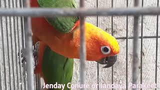 JENDAY CONURE TALKING  JENDAY CONURE SOUNDS  JENDAY CONURES TALKING PARROTS PARROTTALKING [upl. by Dickens]