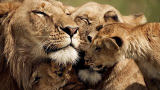 The Strongest LION PRIDE in Luangwa Valley  National Geographic Documentary 2020 Full HD 1080p [upl. by Ytinirt193]