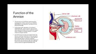 The Amnion and Placenta Biology Unit 1 [upl. by Ennayr]