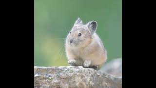 Cuteness overload of a baby pika animals animalelite animalworld [upl. by Dodds]