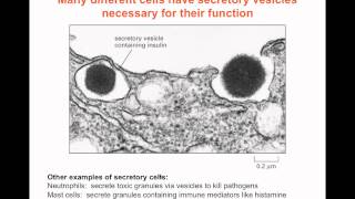 Intracellular Compartments and Transport  Part 2 [upl. by Berty578]