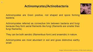 Overview Actinomycetes [upl. by Osborne206]