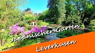 Der Japanischer Garten in Leverkusen  Anfang Mai 2018  Sind noch viele blühende Pflanzen zu sehen [upl. by Maxwell981]