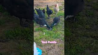 Yard Puddle duck Ducks ducklife farmlife farmanimals farmlifebestlife pets homesteadlife [upl. by Park321]