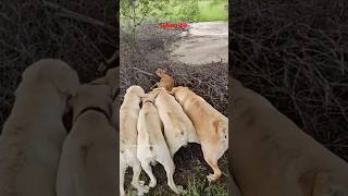 Kaalu Or Roxi  Chota Bachha He Voanimalsneedpeople pets labrador animals dog shorts doglover [upl. by Johnson529]