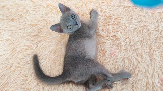 Brave Abyssinian kitten competes with adorable Burmese kitten [upl. by Hannasus241]