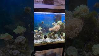 Nano reef tank maintenance coralreeftank fishtank saltwateraquarium [upl. by Ronda]