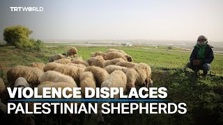 Palestinian shepherds forced out in reign of terror [upl. by Gorges]