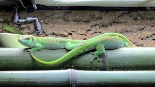 Phelsuma grandis [upl. by Voltz361]