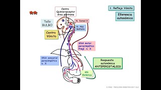 como se produce la emesis y los mecanismos de accion de farmacos antiemeticos [upl. by Nairehs]