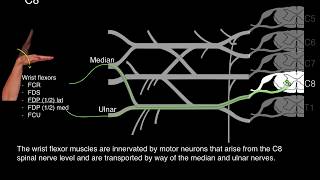 Myotomes and Peripheral nerves [upl. by Akinhoj]