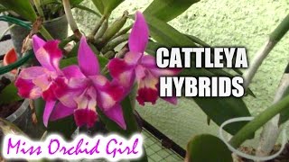 Cattleya orchids and their numerous hybrids [upl. by Autum]