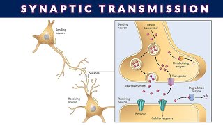 SYNAPTIC TRANSMISSIONSYNAPTIC TRANSMISSION OF NERVE IMPULSE [upl. by Ahtera]