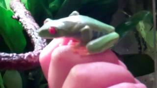 Red Eyed Tree Frog PEEs on Me [upl. by Poliard]