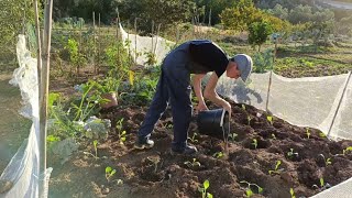 Agricultura Portugal Plantar couves 🥬 para o Natal [upl. by Shippee216]