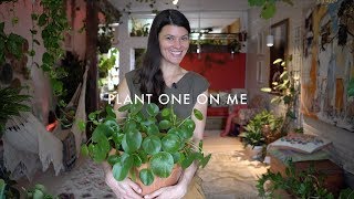 Pilea peperomioides Care amp Propagation — Plant One On Me — Ep 088 [upl. by Nosidda]