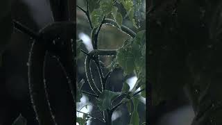 🐍Bronzeback tree snake snake snakevideo snakesofindia canonindia originalsound rainsounds 🐍 [upl. by Mccomb]