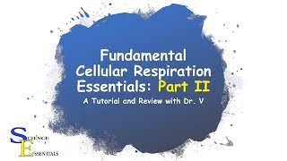 Cellular Metabolism Essentials Part II  Dr V [upl. by Jonna]