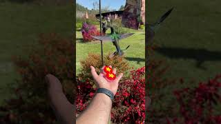 Hand Feeding Hummingbirds hummingbirds shorts youtubehighfive youtubecreators  498 [upl. by Gwenni]