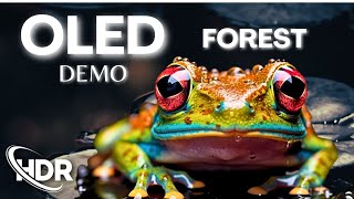 OLED DEMO the MAGIC of Forest Animals in 60FPS HDR [upl. by Nauqal]