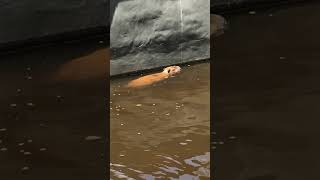 Capybaras Taking A Swim [upl. by Xela]