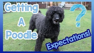 What to Expect When Getting a Poodle 6 Things to Expect When You Get a Poodle Breed Dog [upl. by Ahtiuqal921]