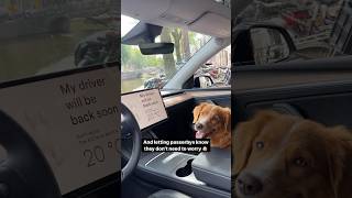 Tesla Dog Mode is a game changer [upl. by Naji561]