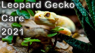 Leopard Gecko Complete Care Guide 2021 [upl. by Fidole]