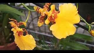 Oncidium Flexuosum [upl. by Yenolem]