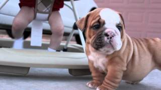 English Bulldog Puppies amp Baby [upl. by Essie]