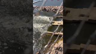 Husky Views riverside Arkansas River dog doglover husky water walkthrough [upl. by Hestia683]