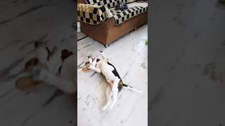 Beagle puppy reaction to the rose 🌹 tied in his collar band shortsfeed doglover ytshorts funny [upl. by Hoj900]