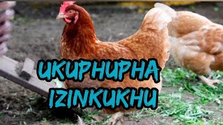 Ukuphupha izinkukhu kuchaza ukuthini [upl. by Hubert]