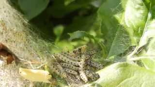 SPINDLE ERMINE MOTH CATERPILLARS  YPONOMEUTA CAGNAGELLA [upl. by Annetta839]