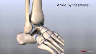 Ankle Anatomy Animated Tutorial [upl. by Atnuahs]