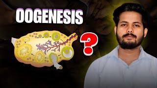 OOGENESIS  REPRODUCTION CLASS 12  NEET  KINGDOM OF BIOLOGY [upl. by Garrett]