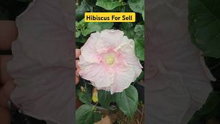 Hibiscus Plant For Sell👏Implant Nursery Visit👏Plant Nursery Visit👍shorts youtubeshorts nursery [upl. by Gnilhsa]